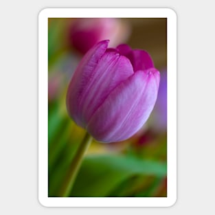 A Single Purple tulip Sticker